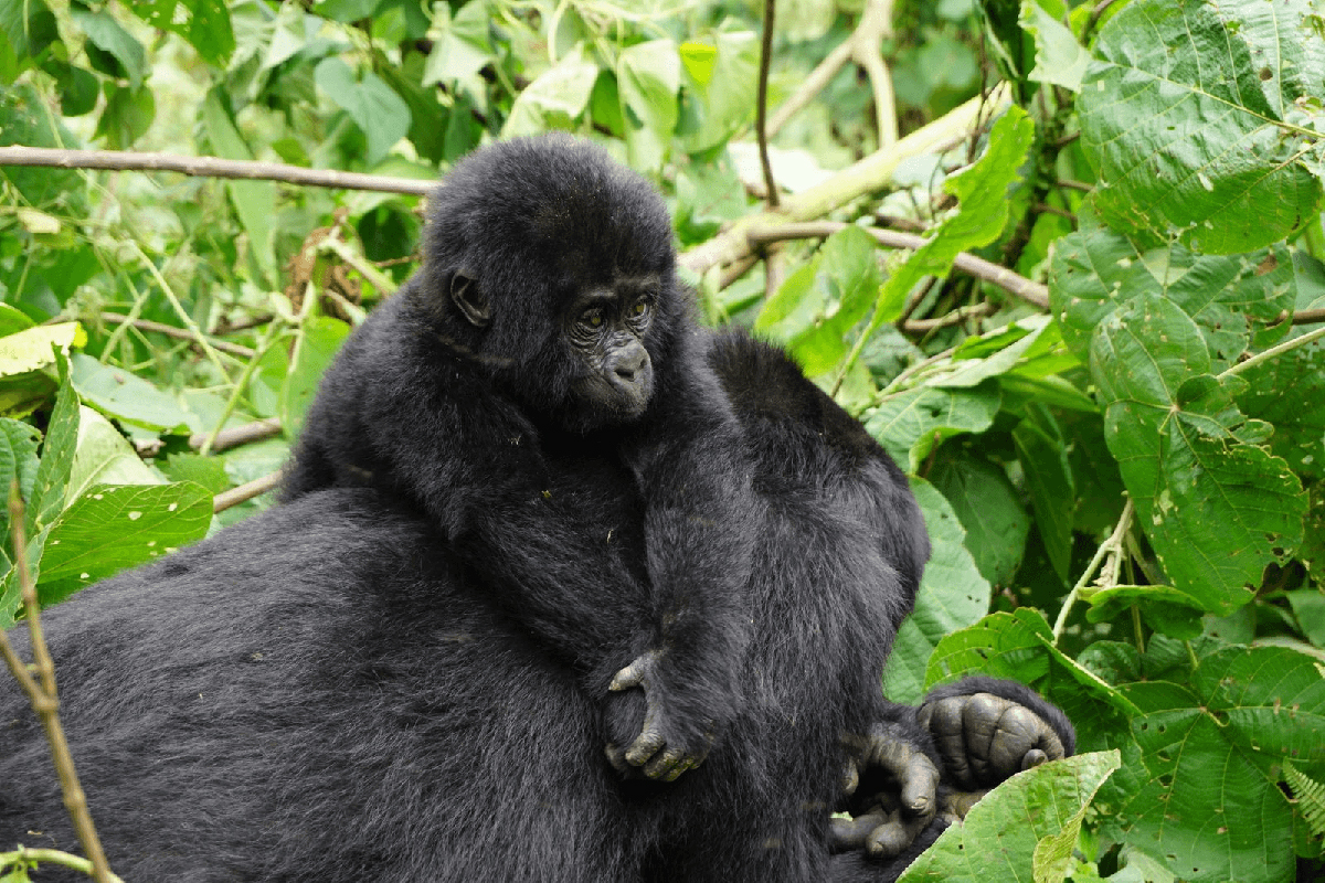 Mountain-gorilla-TREKKING