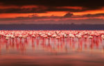 Flamingos Interesting Facts