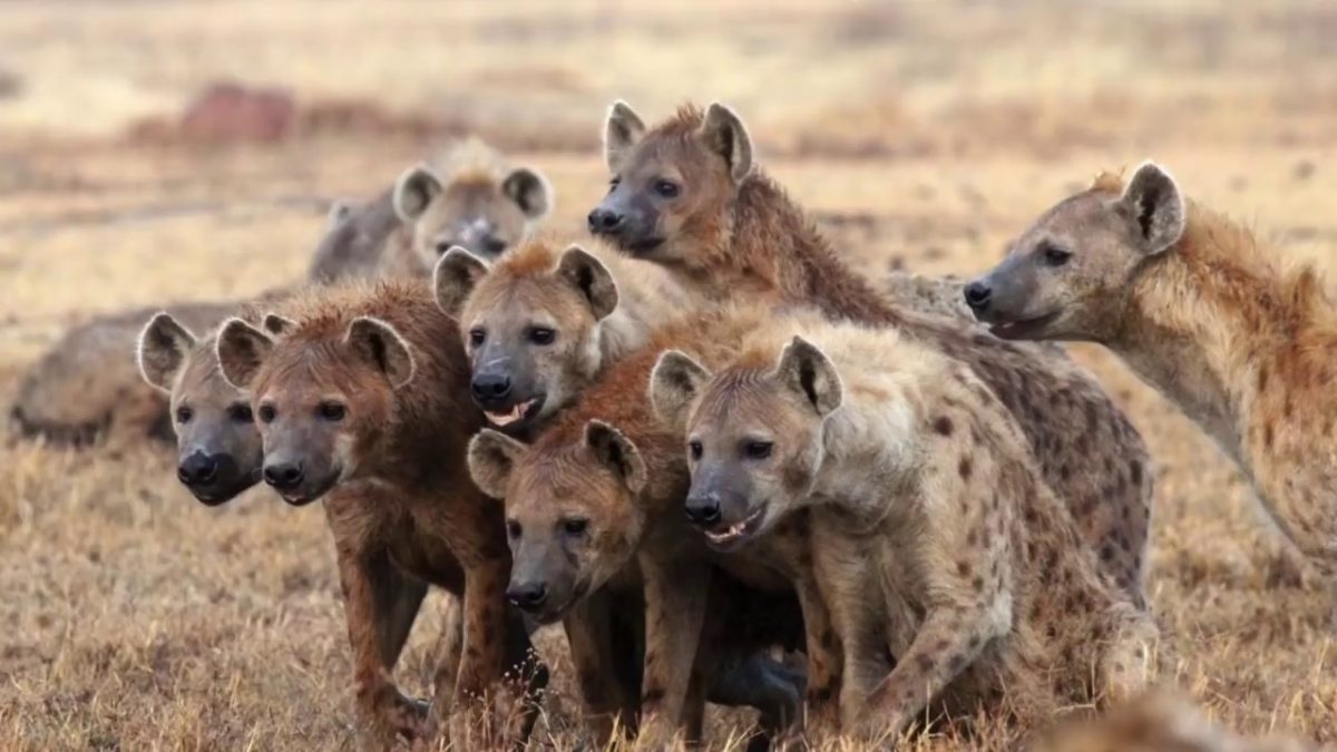 Hyena Facts