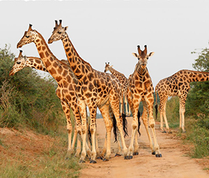 A-Step-Giraffes