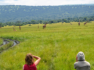 Giraffes-in-a-park