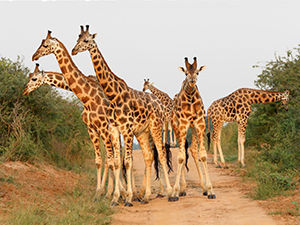 Giraffes