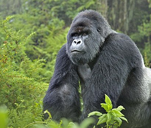 Mountain-gorilla