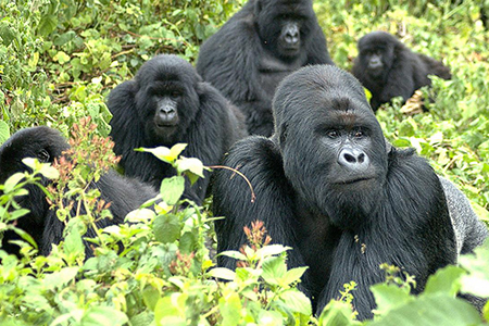 Uganda-mountain-gorilla-trekking