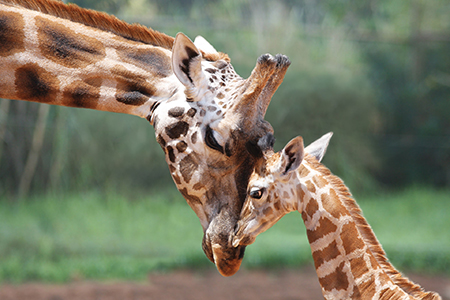 akagera-giraffe