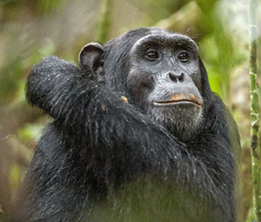 https://www.astepintonature.com/wp-content/uploads/2020/03/chimp-261x222.png