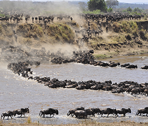 wildebeest-Migration