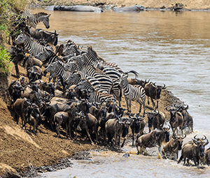 wildlife-migration