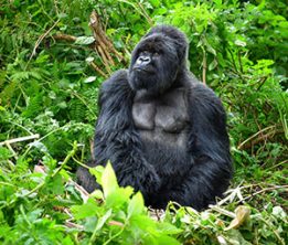 https://www.astepintonature.com/wp-content/uploads/2020/12/gorilla1-1-261x222.jpg